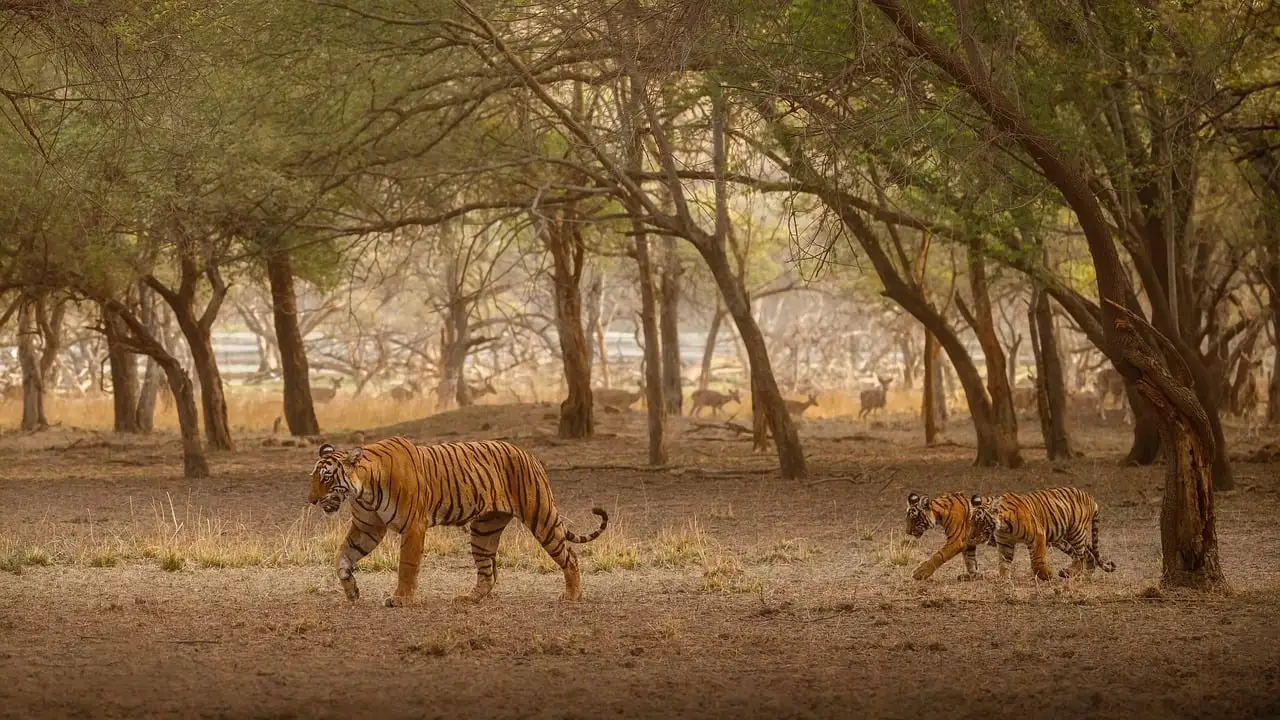 Tiger in Vidarbha Forest