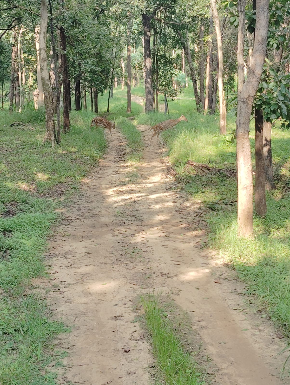 Deers Vidarbha Forest