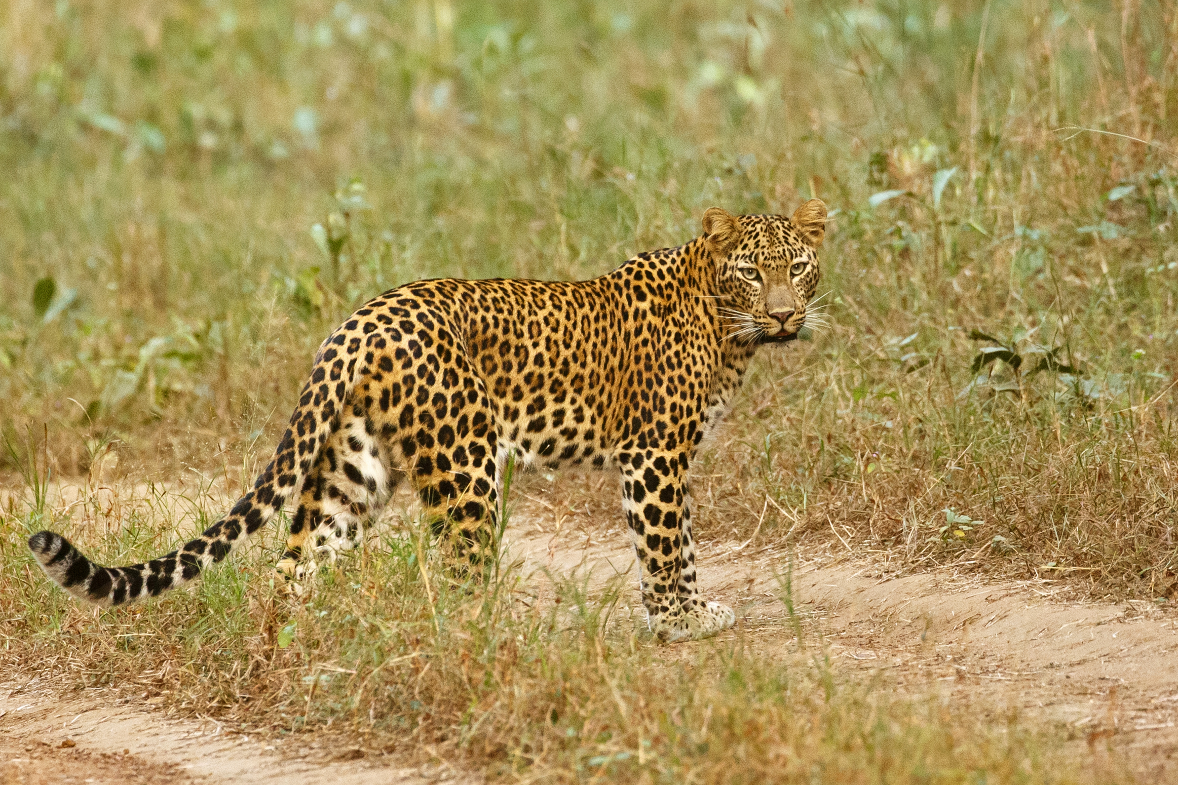 Tadoba