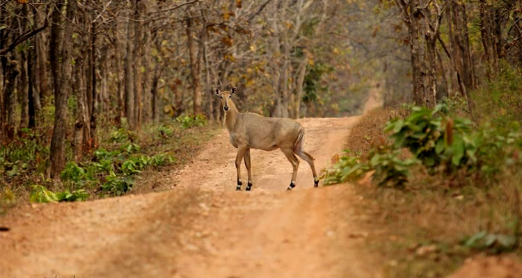 Umred Karhandla Wildlife Sanctuary